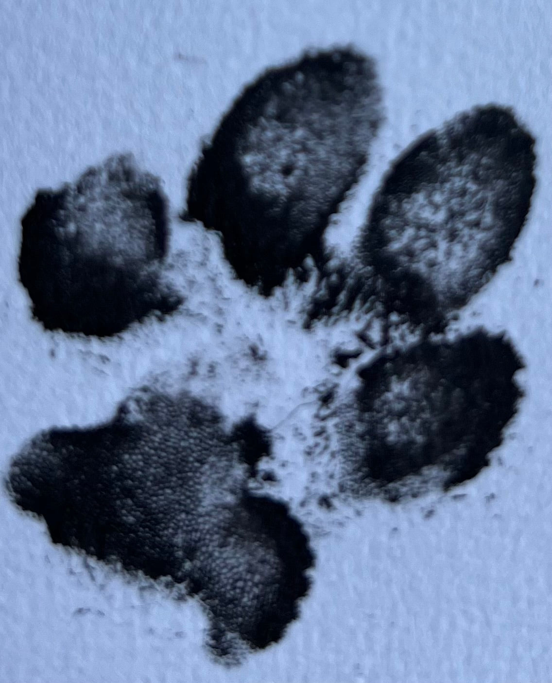 Id brikke hund/katt