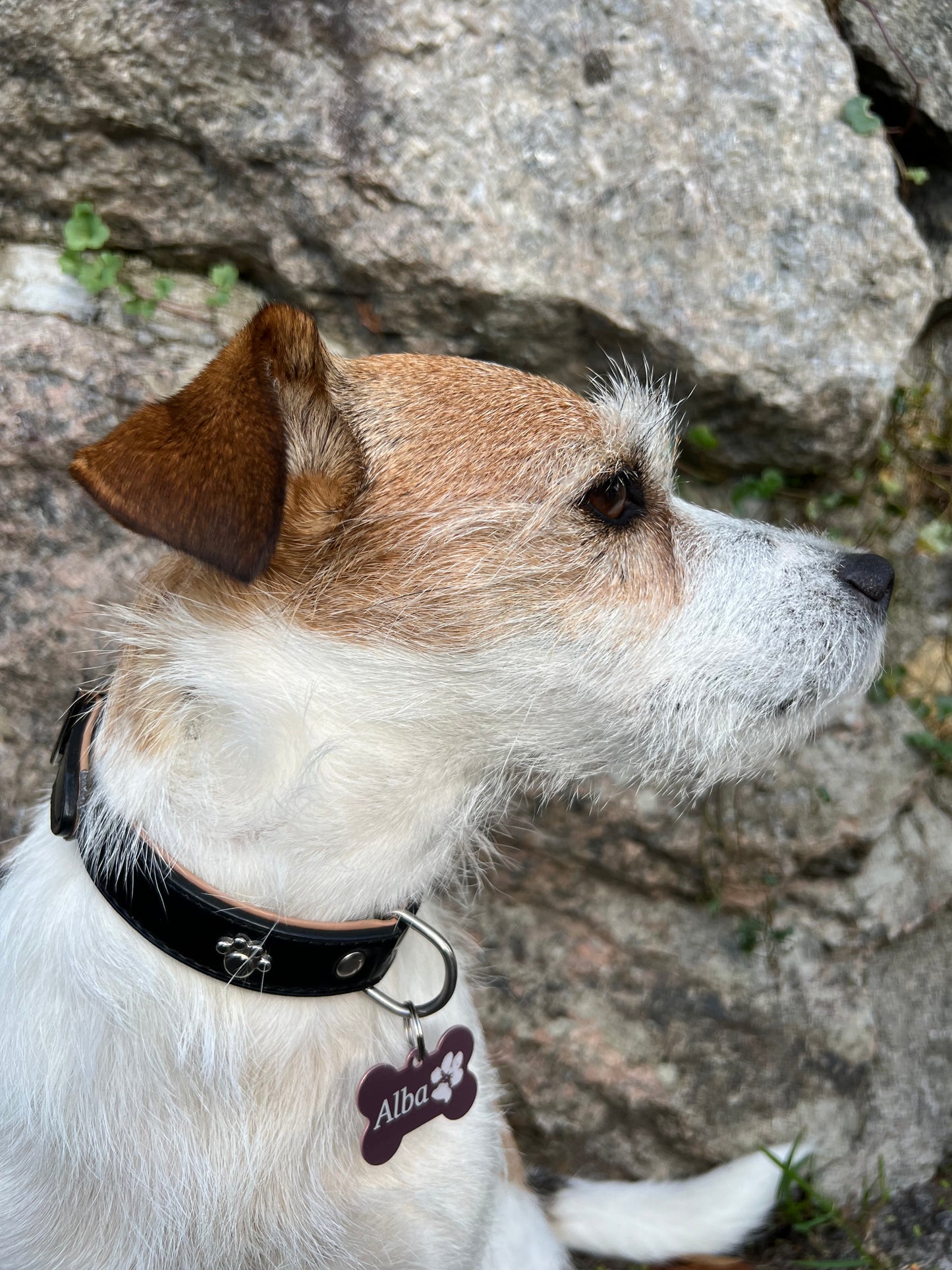 Id brikke hund/katt