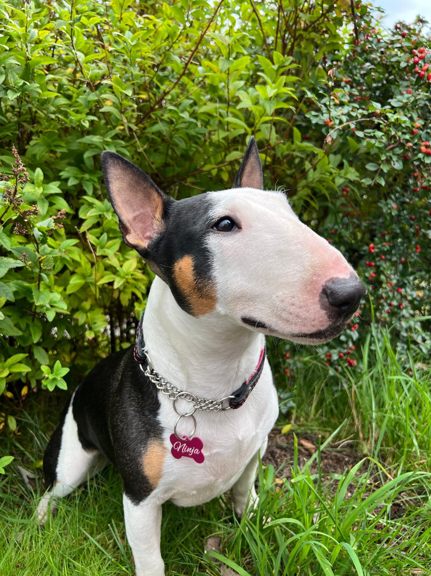Id brikke hund/katt