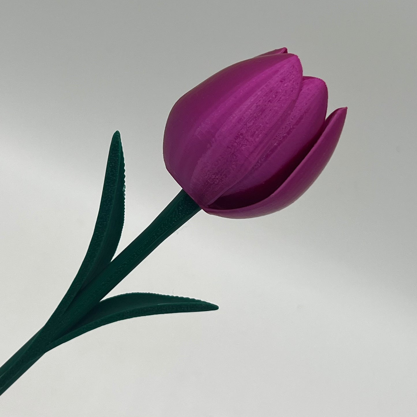 Tulipan