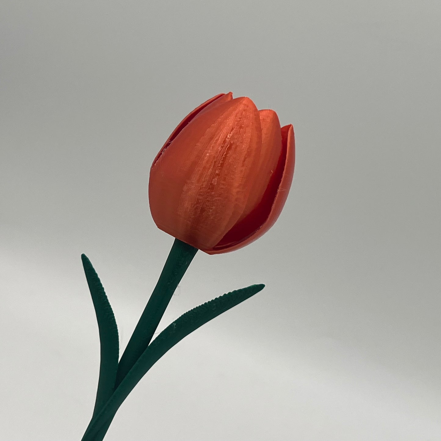 Tulipan