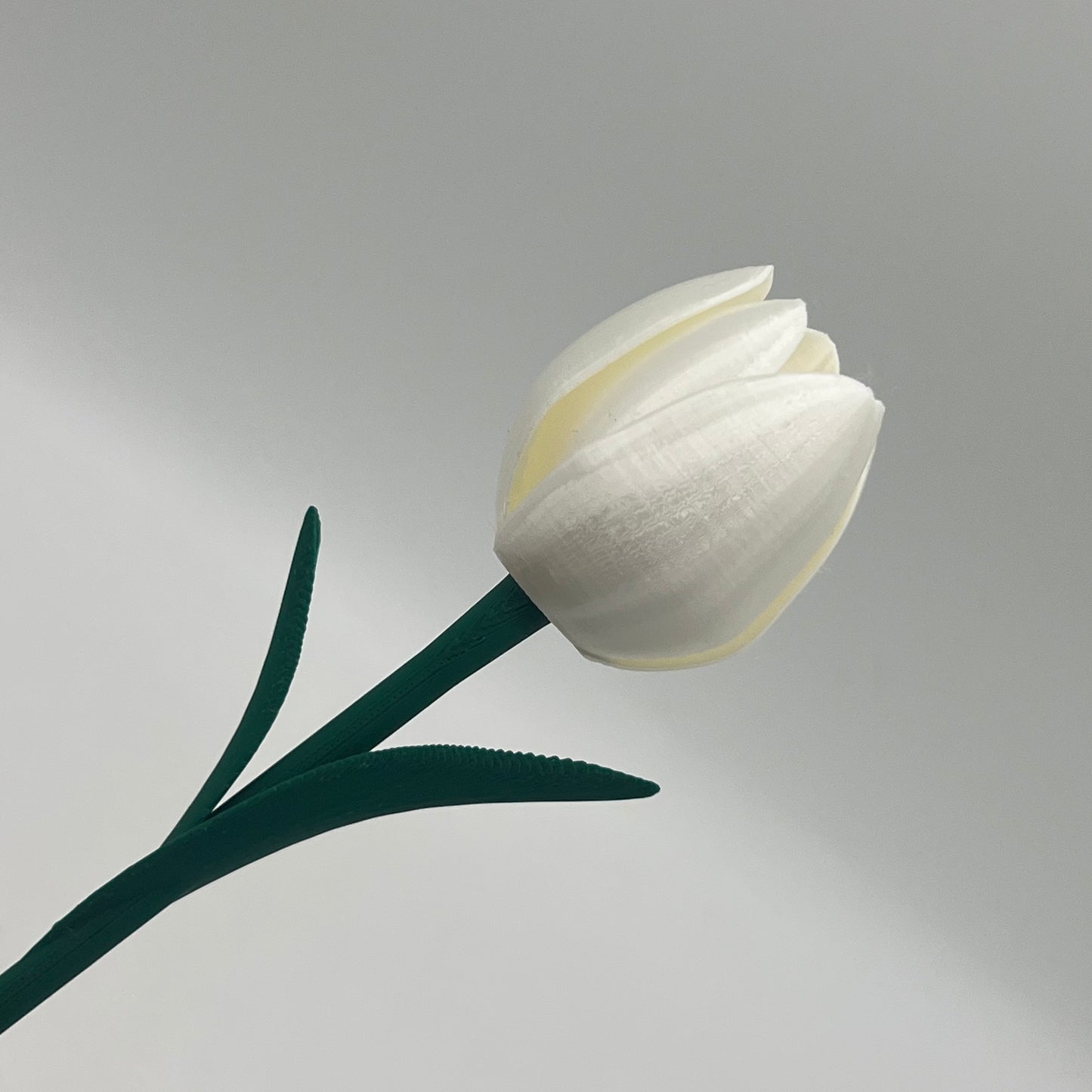 Tulipan