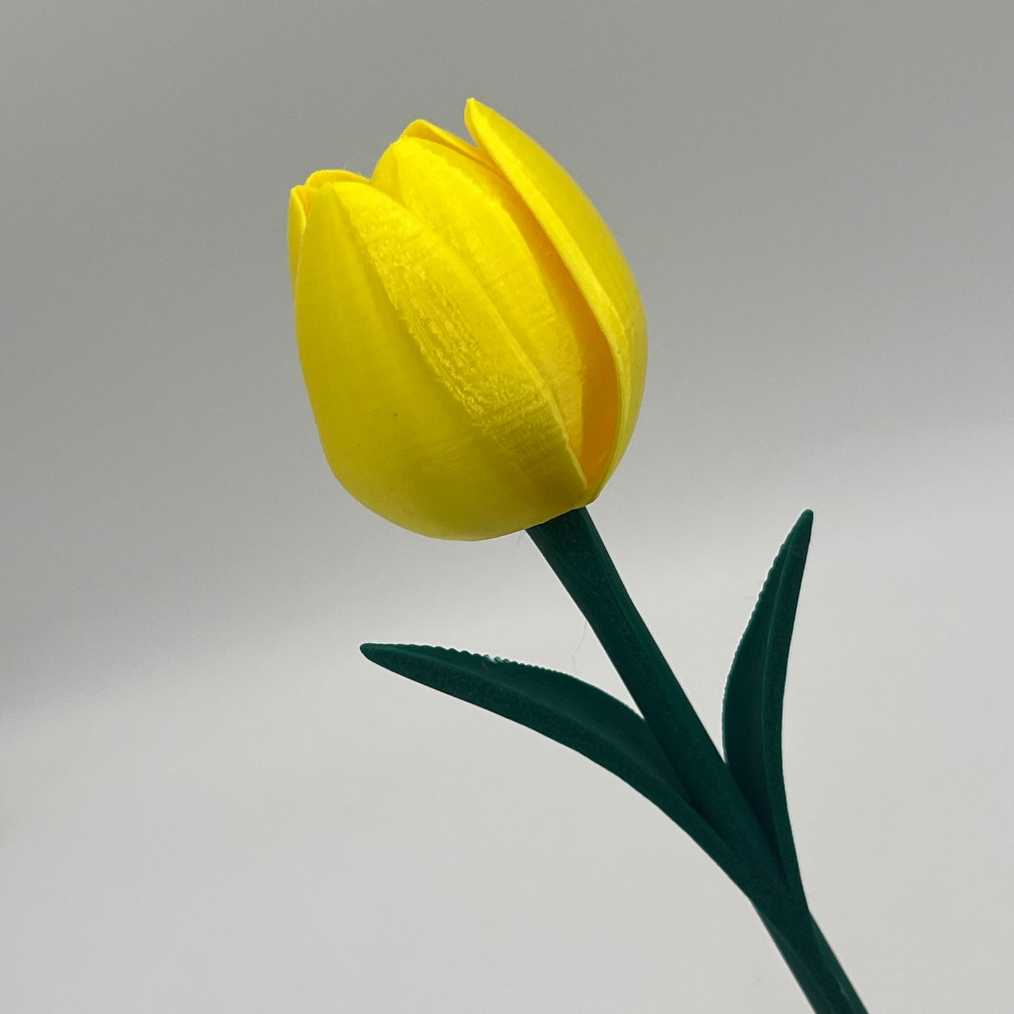 Tulipan