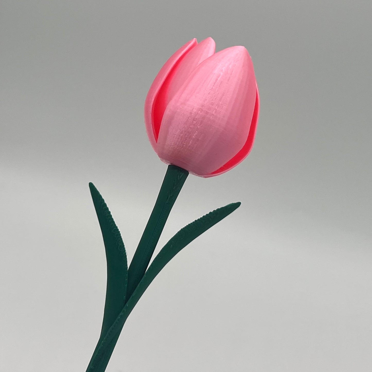Tulipan